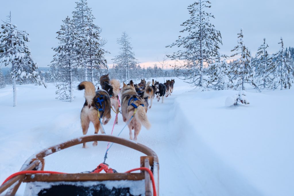 Dog Sledding | Chasing Lights